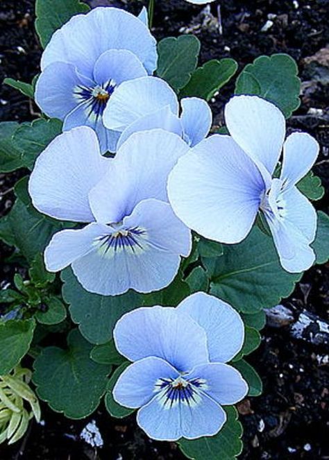 . Blue Pansy, Viola Flower, Blossom Garden, Pansies Flowers, Apps Games, Violet Flower, Exotic Flowers, Flower Photos, Amazing Flowers