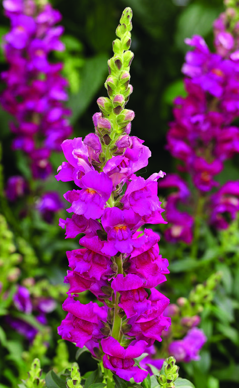 Snapdragon Snapdragons Flowers, Purple Snapdragon, Snap Dragons, Snapdragon Flowers, Flowers Purple, Good Morning Image Quotes, Spring Blossom, Petunias, Good Morning Images