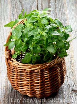 Basil Plant Indoors, Growing Mint Indoors, Growing Basil Indoors, Storing Basil, Growing Mint, Growing Basil, Basil Plant, Growing Greens, Garden Solutions