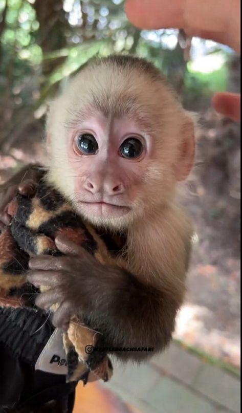 Capuchin Monkey Pet, Pet Monkey For Sale, Monkey Breeds, Monkeys For Sale, Cute Monkey Pictures, Mini Monkey, Capuchin Monkey, Spider Monkey