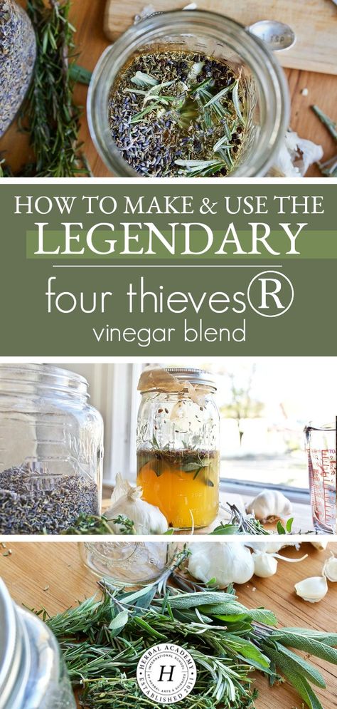 How to Make and Use the Legendary Four Thieves Vinegar Blend | Herbal Academy | Ever heard of the Four Thieves Vinegar blend? Come learn the folklore surrounding this blend, how it's used to support wellness, and how to make it. Four Thieves Vinegar, Herbal Vinegar, Herbal Academy, Herbal Tinctures, Herbal Recipes, Herbal Apothecary, Herbal Healing, Cold Home Remedies, Herbs For Health