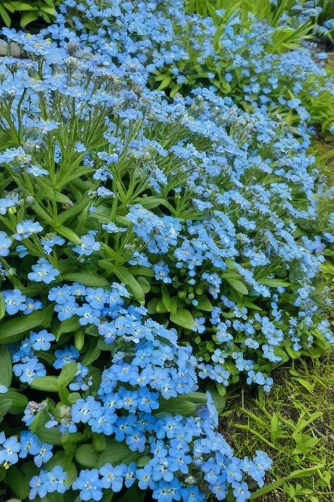 Explore a variety of stunning ground cover plants with blue flowers to enhance your garden. From Creeping Thyme to Vinca Minor, these flowering ground covers such as Lithodora and Aubrieta are not only beautiful but also low-maintenance. Enjoy the beauty of Blue Daze, Campanula Portenschlagiana, and other ground cover flowers while creating a walkable garden space. Ground Cover Flowers, Campanula Portenschlagiana, Vinca Minor, Creeping Thyme, Ground Covers, Garden Floor, Ground Cover Plants, Flower Spike, Deciduous Trees