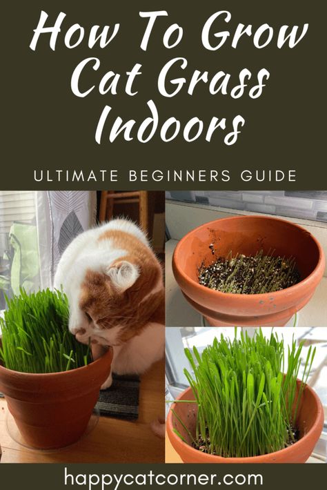 Cat Grass Diy, Cat Grass Indoor, Safe House Plants, Cat Corner, Cat Hair Removal, Growing Grass, Cat Grass, Cat Plants, Vlog Youtube