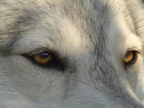 Eyes The Company Of Wolves, Wolf Goddess, Wolf Aesthetic, Wolf Husky, Eyes Aesthetic, Wolf Eyes, Wolf Stuff, Arctic Wolf, Wolf Spirit Animal