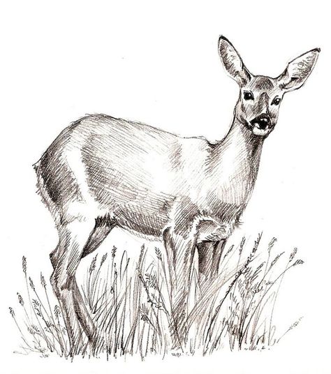 Deer Head Drawing, Deer Sketch, Deer Drawing, Pencil Drawings Of Animals, Deer Pictures, Head Drawing, Drawing Tutorial Face, Art Articles, Roe Deer