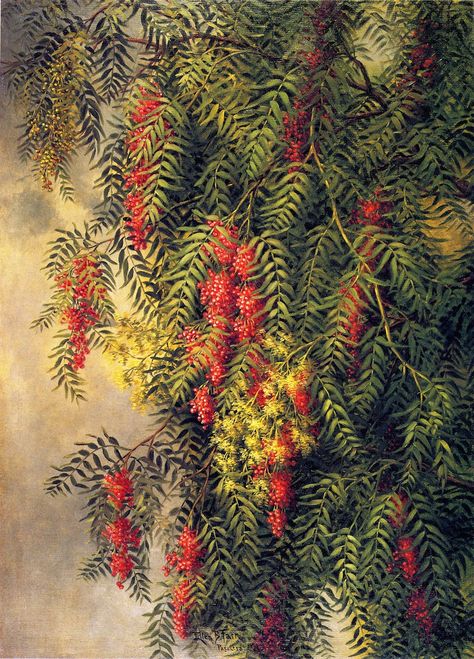 Ellen Burpee Farr, Pepper Tree, c. 1890-1899 Plants Drawings, Pepper Tree, Mixed Media Sculpture, Plant Drawing, Burpees, Vintage Artwork, Still Life Painting, Botanical Art, Nature Art