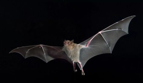 Bat in flight Flying Reference, Bat Reference, Lesser Dog, Bat Photos, Romantic Vampire, Bat Species, Bats Flying, Bat Flying, Hairless Cats