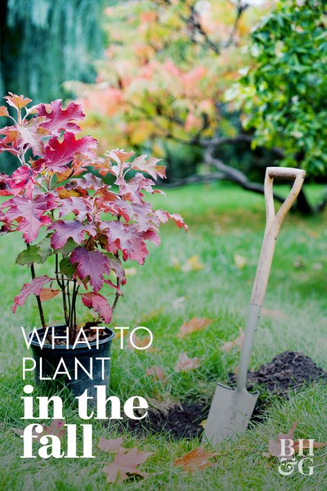 Fall has distinct planting benefits. Autumn's cooler air temperatures are easier on both plants and gardeners. Get tips for what to plant in the fall here. #fallgardening #whattoplantinthefall #fallgardenflowers #fallgardenideas #bhg Plants To Plant In The Fall, Trees To Plant In The Fall, Fall And Winter Plants And Flowers, Shrubs To Plant In Fall, Fall Bulbs To Plant Perennials, Fall Garden Bed Ideas, Fall Plants Landscape, Fall Plants For Outside, What To Plant In The Fall