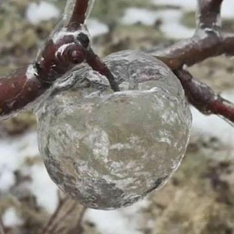 Mint Aesthetic, Glass Apple, Ginkgo Tree, Petri Dishes, Art Pics, Found Art, Natural Forms, Art Pictures, Mother Nature