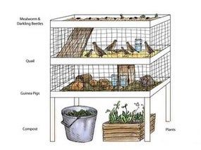 Mealworm Farming, Meal Worms Raising, Mealworm Farm, Indoor Rabbit House, Quail Coop, Mobile Chicken Coop, Homesteading Animals, Raising Quail, Meal Worms