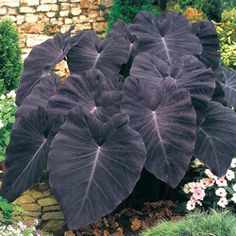 Colocasia Esculenta, Goth Garden, Elephant Ear Plant, Gothic Garden, Black Garden, Unusual Plants, Elephant Ears, Shade Plants, Tropical Garden