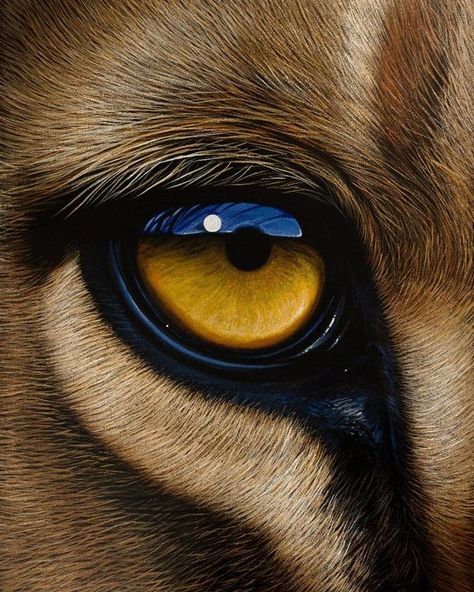 Animal Eyes Close Up, Lion Eyes, Animal Eyes, Eye Close Up, Cat Reference, Abstract Wallpaper Backgrounds, Golden Eyes, Sketch Ideas, Cat Eyes