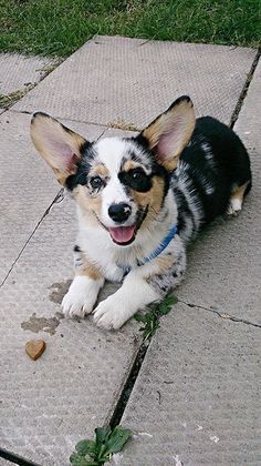 cute corgi food hear Merle Corgi, Cowboy Corgi, Welsh Corgi Pembroke, Baby Corgi, Cute Corgi Puppy, Corgi Owner, Welsh Corgi Puppies, Corgi Pembroke, Corgi Funny