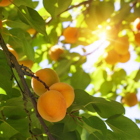 Prune Fruit, Cow Manure, Apricot Tree, Growing Fruit Trees, Orange Skin, Growing Gardens, Types Of Fruit, Different Fruits, Peach Trees