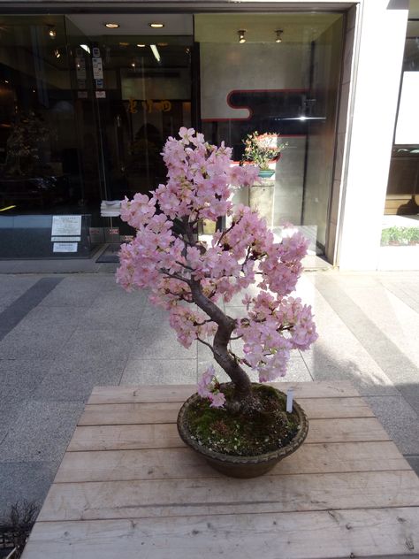 A Cherry Blossom bonsai tree in Tokyo in February 2014.  It has been tricked into thinking its spring. Blossom Tree In Garden, Bonsai Tree Bedroom, Cherry Blossom Tree Backyard, Cherry Blossom Plant Indoor, Sakura Tree Decoration, Cherry Blossom Tree Indoor, Cherry Blossom Tree In Garden, Sakura Bonsai Tree, Crochet Cherry Blossom Tree