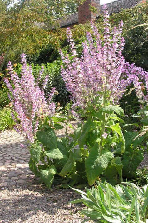 Salvia sclarea Great Dixter, Garden 2023, Pretty Cottage, Salvia Sclarea, Gravel Garden, Cottage Garden Plants, Sea Island, Our Planet, The Search