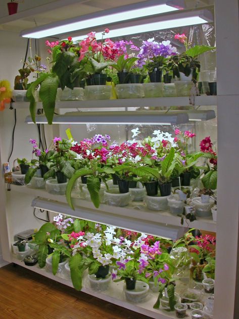 Lighting Options - African Violet Society of America African Violet Care, African Violet Pots, Container Herb Garden, Indoor Plants Low Light, Best Grow Lights, Inside Garden, Outside Plants, African Violets Plants, Grow Light Bulbs