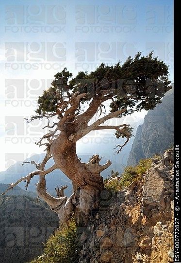 Mediterranean cypress Cupressus sempervirens horizontalis, Crete (agefotostock LBRF) Weird Trees, Bristlecone Pine, Twisted Tree, Old Trees, Ancient Tree, Tree Photography, Unique Trees, Big Tree, Nature Tree