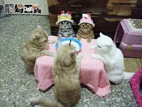 Silly Cats Pictures, Cat Icon, Silly Animals, Funny Cat Videos, Silly Cats, Pretty Cats, Cute Little Animals, Cat Gif, 귀여운 동물