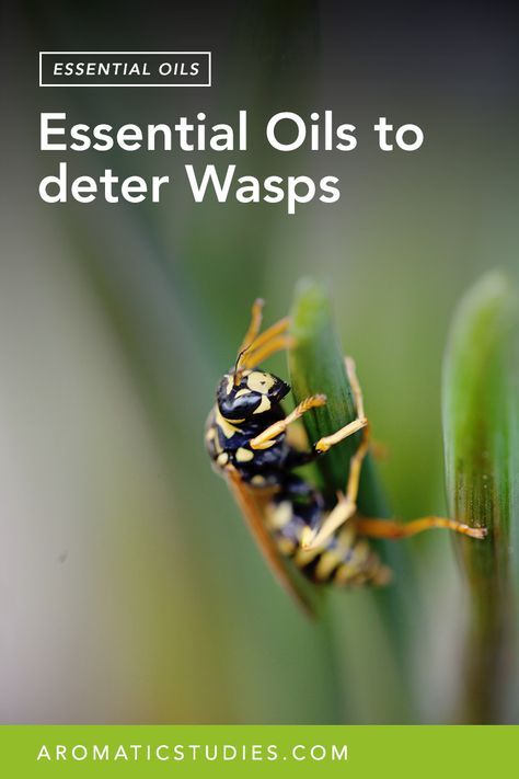 Natural Wasp Repellent, Bee Repellent, Wasp Spray, Essential Oil Bug Repellent, Wasp Repellent, Get Rid Of Wasps, Doing The Dishes, Natural Mosquito Repellant, Insect Spray