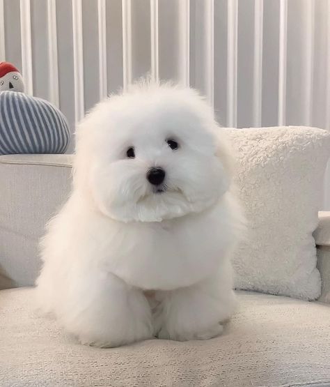 Coton De Tulear Haircut, Mulch Gang, White Cockapoo, Coton De Tulear Dogs, Every Dog Breed, Cotton Dog, Goofy Dog, Coton De Tulear, Cute Puppy Pictures