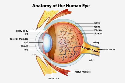 30 Amazing Facts About Human Eyes For Kids, With Diagrams Eyeball Diagram, Eyeball Anatomy, Human Eye Diagram, Human Eye Anatomy, Parts Of An Eye, Human Eyeball, Eye Facts, Eye Anatomy, Facial Anatomy