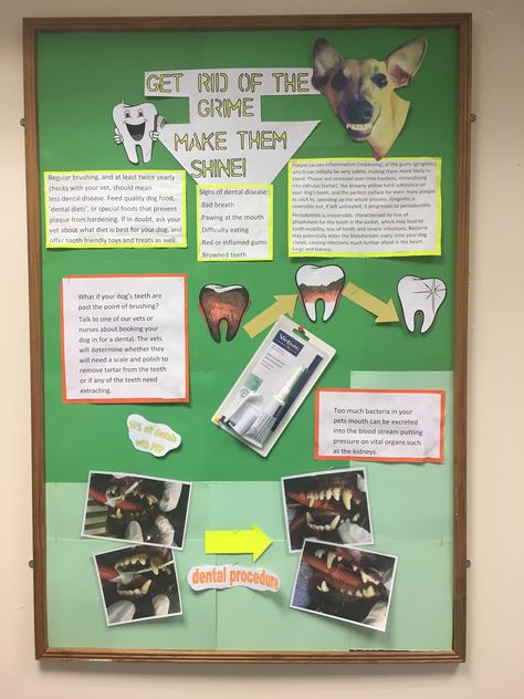 Vet Bulletin Board Ideas, Vet Clinic Bulletin Board Ideas, Clinic Bulletin Board Ideas, Veterinary Clinic Ideas, Vet Clinic Ideas, Vet Tech Humor, Hospital Ideas, Vet Life, Vet Technician