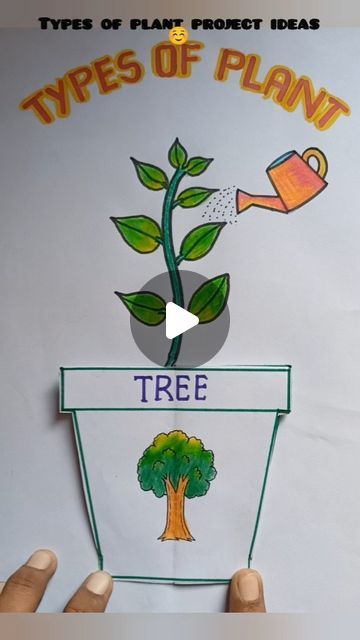 Tree Projects For School, How To Make Art Integrated Project, Evs Project Ideas For Class 2, Types Of Plants Project For Kids, Plant Project Ideas For School, Plant Growing Drawing, Part Of Plants For Kids, How To Draw A Plant, Types Of Plants For Kids Chart