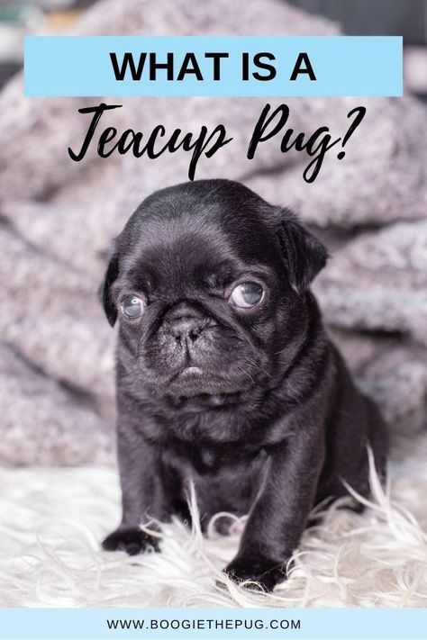 What is a teacup pug and do they exist? Pug Meme, Teacup Pug, Pug Accessories, Cute Pug Pictures, Pug Puppies For Sale, Pug Breed, Puppy Pug, Pet Pug, Old Pug