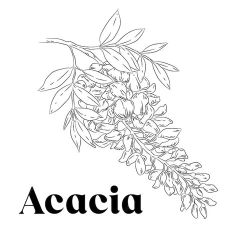 Acacia Flower Drawing, Acacia Flower Tattoo, Acacia Illustration, Acacia Tattoo, Acacia Flower, Honey Branding, Flor Tattoo, Tiny Tats, Flower Vector