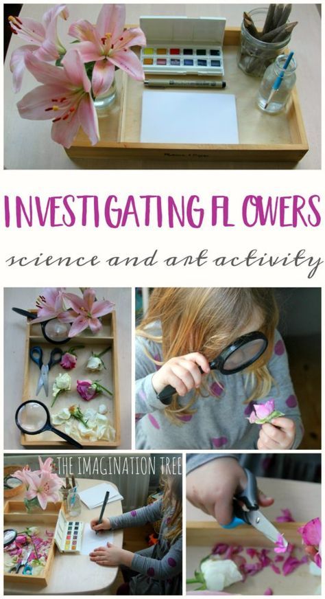 Exploring and drawing flowers activity tray for preschoolers Abordagem Reggio Emilia, Flowers Activity, Science Activity For Kids, Ants Activities, Imagination Tree, Flower Kids, Playful Learning, Draw Flowers, Science Activity