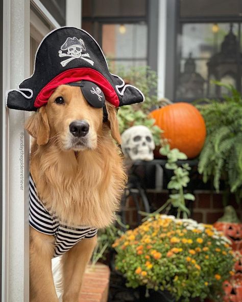 Sunday the Golden Retriever on Instagram: “Ahoy there Mateys! 🏴‍☠️ Just out here looking for my Boo -ty😅 #pirateslife Hope everyone is having a great weekend! ✨💛…” Perros Golden Retriever, Carve Pumpkins, Celtic Traditions, Children Dress, Black German Shepherd, Animal Costumes, My Boo, Doodle Dog, Dog Halloween Costumes