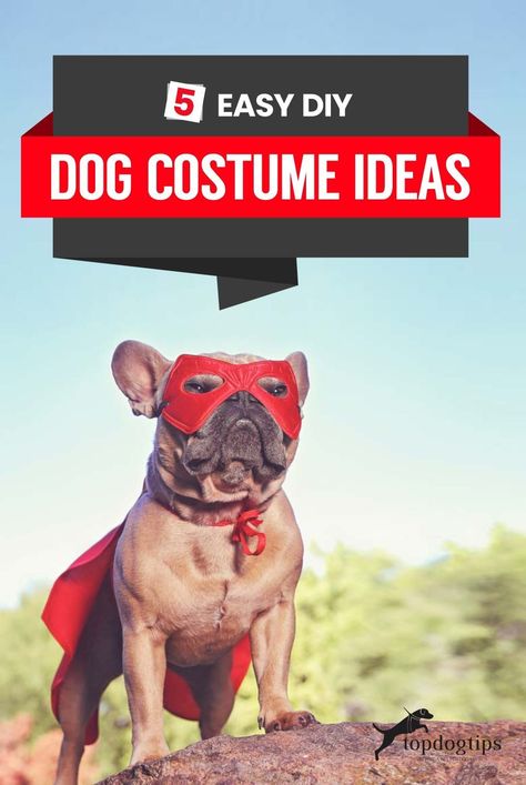 With Halloween just days away, here are some last minute costume ideas for your pup! Diy Dog Costume, Dog Costume Ideas, Halloween Costumes For Dogs, Last Minute Costume Ideas, Best Dog Costumes, Costumes For Dogs, Cheap Halloween Diy, Cute Dog Costumes, Last Minute Costume