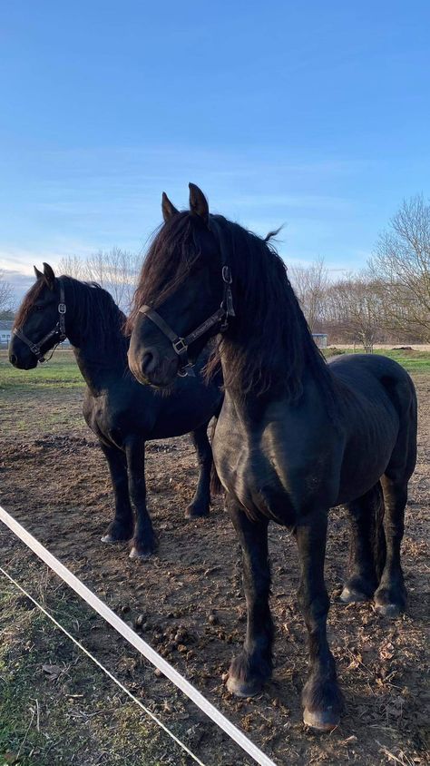 Friesian Aesthetic, Friesen Horses, Caballos Frisian, Freisen Horses, Horse Fresian, Horse Friesian, Horse Photography Poses, Percheron Horses, Horsey Life