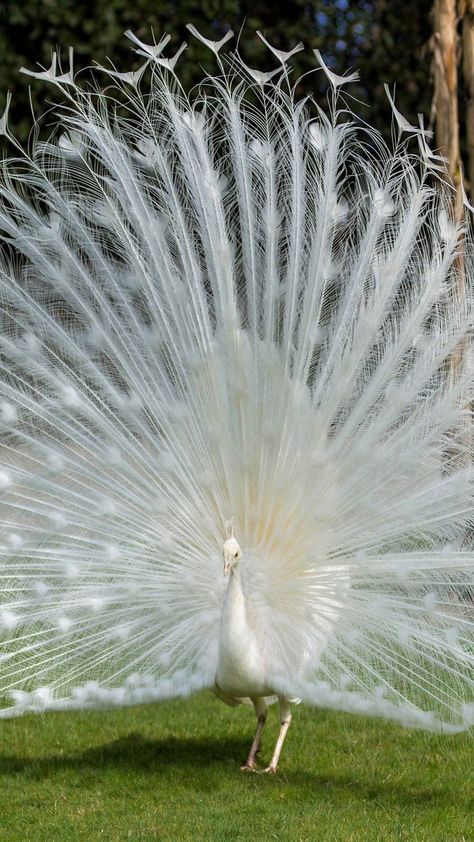 White Peacock Wallpaper, Peacock Wallpaper, Greenhouse Garden, White Peacock, Peacock Pattern, Charlotte Hornets, Dream Backyard, For The Birds, The Birds