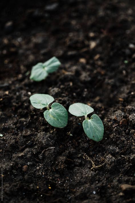 Flora Background, Elemento Terra, Aquarium Soil, Cottagecore Forest, Black Architecture, Food Web Design, Black Soil, Earth Powers, Strawberry Seed