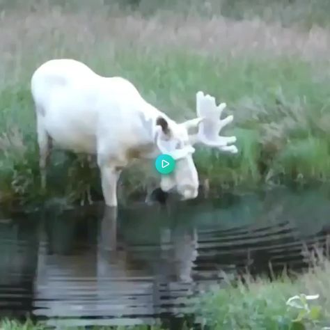 Albino Moose, Rare Albino Animals, White Moose, Regnul Animal, White Animals, Albino Animals, Söt Katt, Rare Animals, Alam Yang Indah