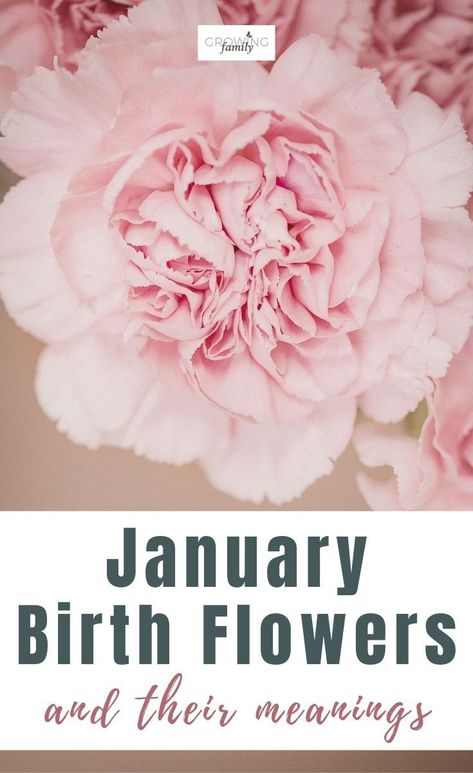 Flower For January Birth Month, January Symbols, Carnation Flower Meaning, Gelatin Cakes, January Flowers, January Flower, January Birth Flower, Yard Makeover, Flower Sign