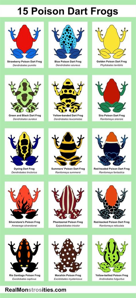 15 Poison Dart Frogs http://chefleez.com Thailand's #1 cooking school in Bangkok. Dart Frog Vivarium, Poison Frog, Poison Dart Frog, Dart Frogs, Poison Dart, Salamanders, Dart Frog, Frog And Toad, Tree Frogs