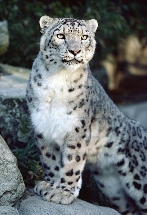 Snow Leopard Training Cats, Cat Guide, Bob Cats, Cats Tips, Cat Mascot, Bob Cat, Woodland Park Zoo, Clouded Leopard, Woodland Park