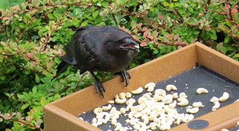 8-Year-Old Girl Receives Gifts From The Crows She's Been Feeding Since She Was 4 Crow Feeder, Black Birds, Crows Ravens, Baby Bird, Backyard Birds, Bird Feeder, Magpie, Crows, The Girl Who