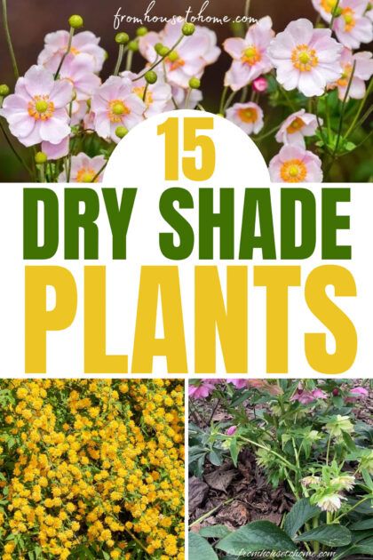 Wondering what the best dry shade plants are for your garden? Here's the ultimate list of easy-care perennials that grow in dry shade to add that interest and color to shady areas. | Gardening | The Best Of From House To Home Shrubs For Dry Shade, Desert Shade, Dry Shade Plants, Shade Gardening, Autumn Clematis, Drought Tolerant Perennials, Shade Gardens, Best Perennials, Dry Garden