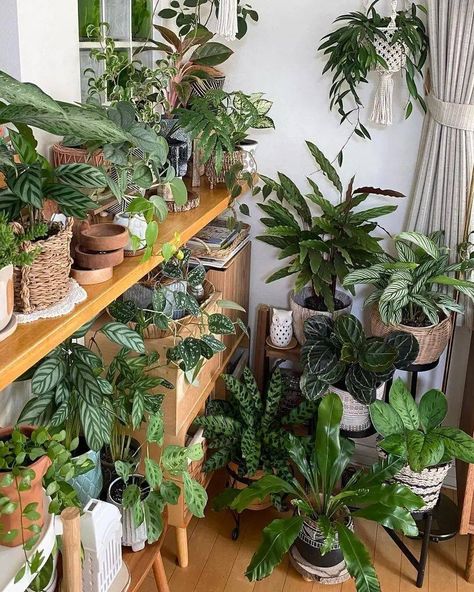 Aesthetic Plant Room, Plant Room Decor, Plant Ladder, Plants Photo, Moss Decor, Little Forest, Greenery Decor, Living Room Plants, Plant Decor Indoor