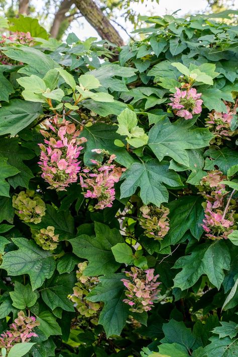 Oak Leaf Hydrangea, Oakleaf Hydrangea Landscape, Hydrangea Landscaping, Hydrangea Shrub, Hydrangea Quercifolia, Oakleaf Hydrangea, Hydrangea Care, Backyard Privacy, Front Landscaping