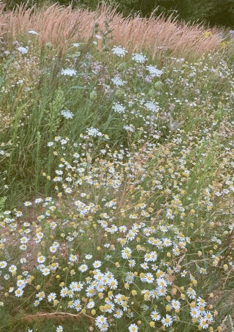 #flowers #vintage Vintage Wildflower Aesthetic, Wildflower Aesthetic, Flowers Vintage, Flower Field, Wild Flowers, Flowers