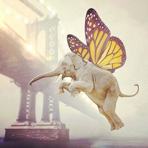 Animal Mashups, Surrealist Collage, Ebenezer Scrooge, Flying Elephant, Psy Art, Creative Photoshop, Art People, Elephant Painting, Elephant Tattoos