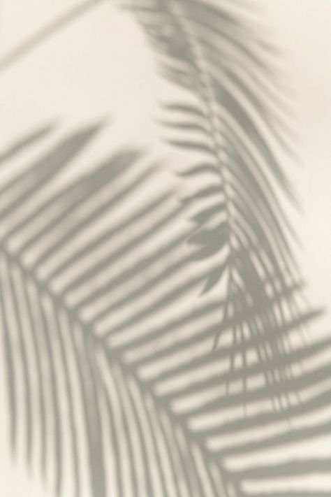 Plakat Design Inspiration, Palm Leaf Design, Fotografi Vintage, Leaves Design, 背景 シンプル, Minimalist Wallpaper, Leaf Nature, Iphone Background Wallpaper, Palm Leaf