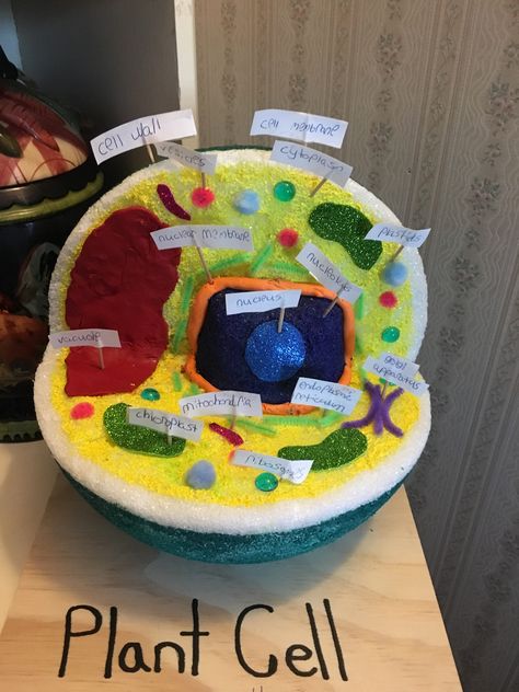 Plant cell model 6th grade Plant Cell Project Ideas, Cell Project Ideas, Plant Cells Project Ideas, 3d Animal Cell Project, 3d Cell Project, Animal Cell Model Project, 3d Plant Cell, Edible Cell Project, 3d Animal Cell