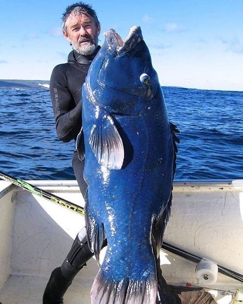 530 Likes, 25 Comments - HF Depot (@huntingandfishingdepot) on Instagram: “Check out this big ass fish!!!! Who can name it?!?!?! #fish #fishing #fishlife #fishingphoto…” Fish Gills, River Monsters, Giant Fish, Fauna Marina, Monster Fishing, Salt Water Fishing, Salt Water Fish, Cool Fish, Fishing Pictures