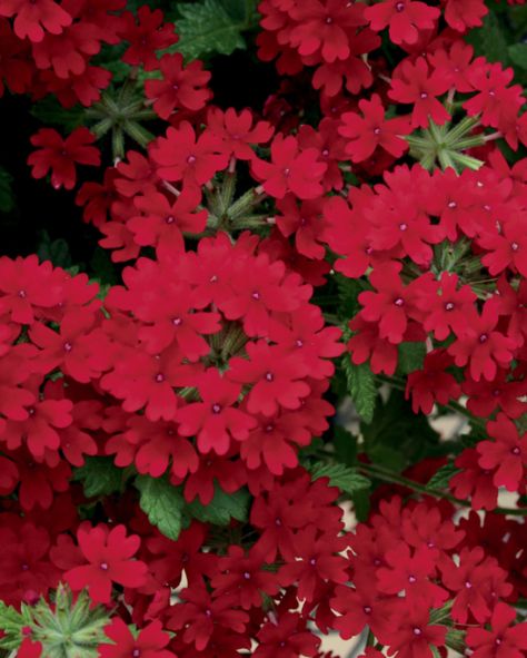 Brilliant red blooms from Superbena®️ Royale Red Verbena by @ProvenWinners. Perfect for hanging baskets or planters! Red Verbena, Proven Winners Plants, Red Plants, Proven Winners, Plant Nursery, Annual Plants, Container Plants, Outdoor Plants, Garden Center